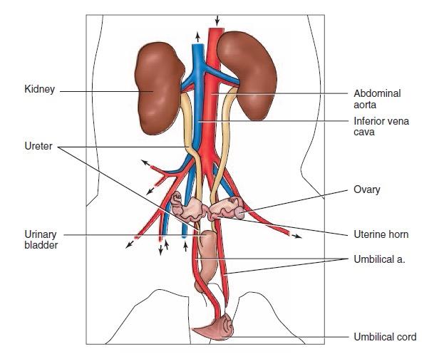 The kidneys are the pair of dark, bean-shaped organs lying on the dorsal wall, behind the peritoneum. The kidneys are supplied with blood by the renal arteries.