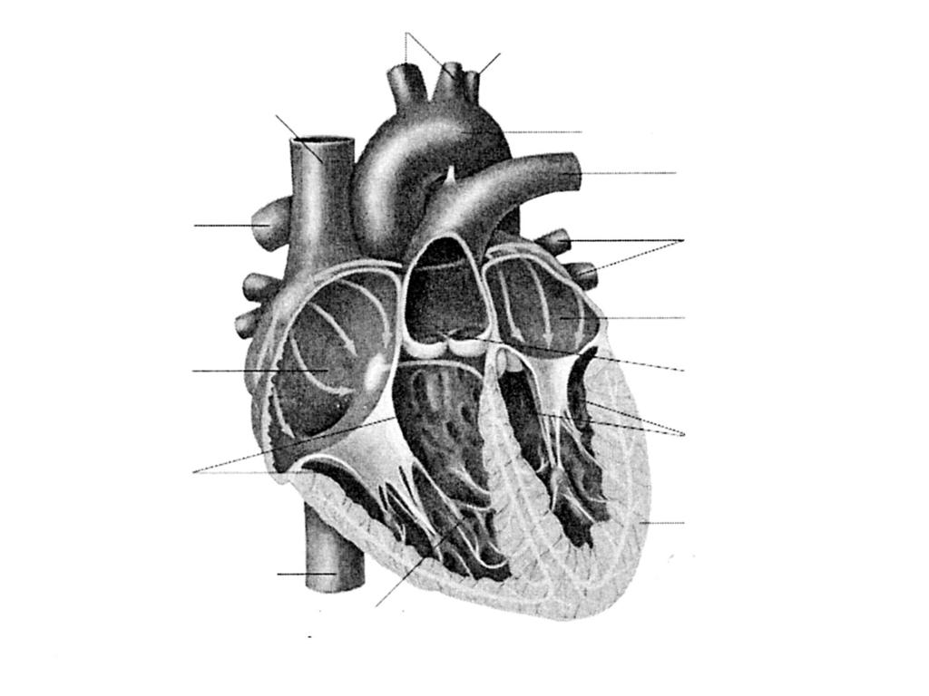 V. Communication through drawing, model making 1. Draw the internal structure of human heart and label its parts. (5 Marks) A: Answer the following questions: (a) What is it that protects the heart?