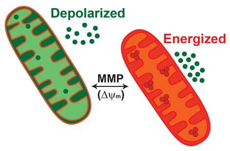 RESULTS A) IMPACT ON VIABILITY AND APOPTOSIS Changes in mitochondrial membrane potential (MMP) 120 Mitochondrial membrane potential (% of control) 100 80 60 40 20 * * * * * 0 Control β-cx (3 µm)