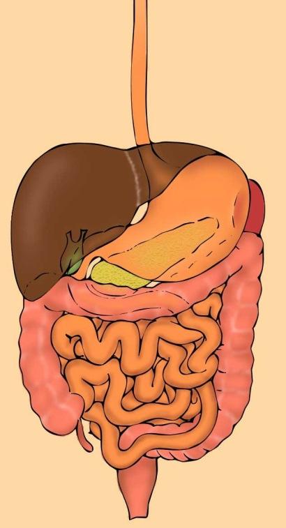 gastrointestinal digestion In vitro colonic