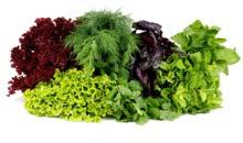 Replenish Nutrients with Food Green Leafy Vegetables: magnesium, B vitamins, antioxidants, minerals Sea