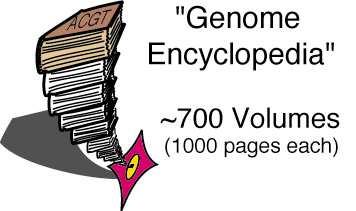 Human Genome: 3,000,000,000 base pairs An analogy - the genome encyclopedia: average 5 letters per word =====> ~600,000,000 words average 12 words per line =====>