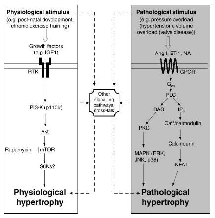 Physiological and pathological hypertrophy