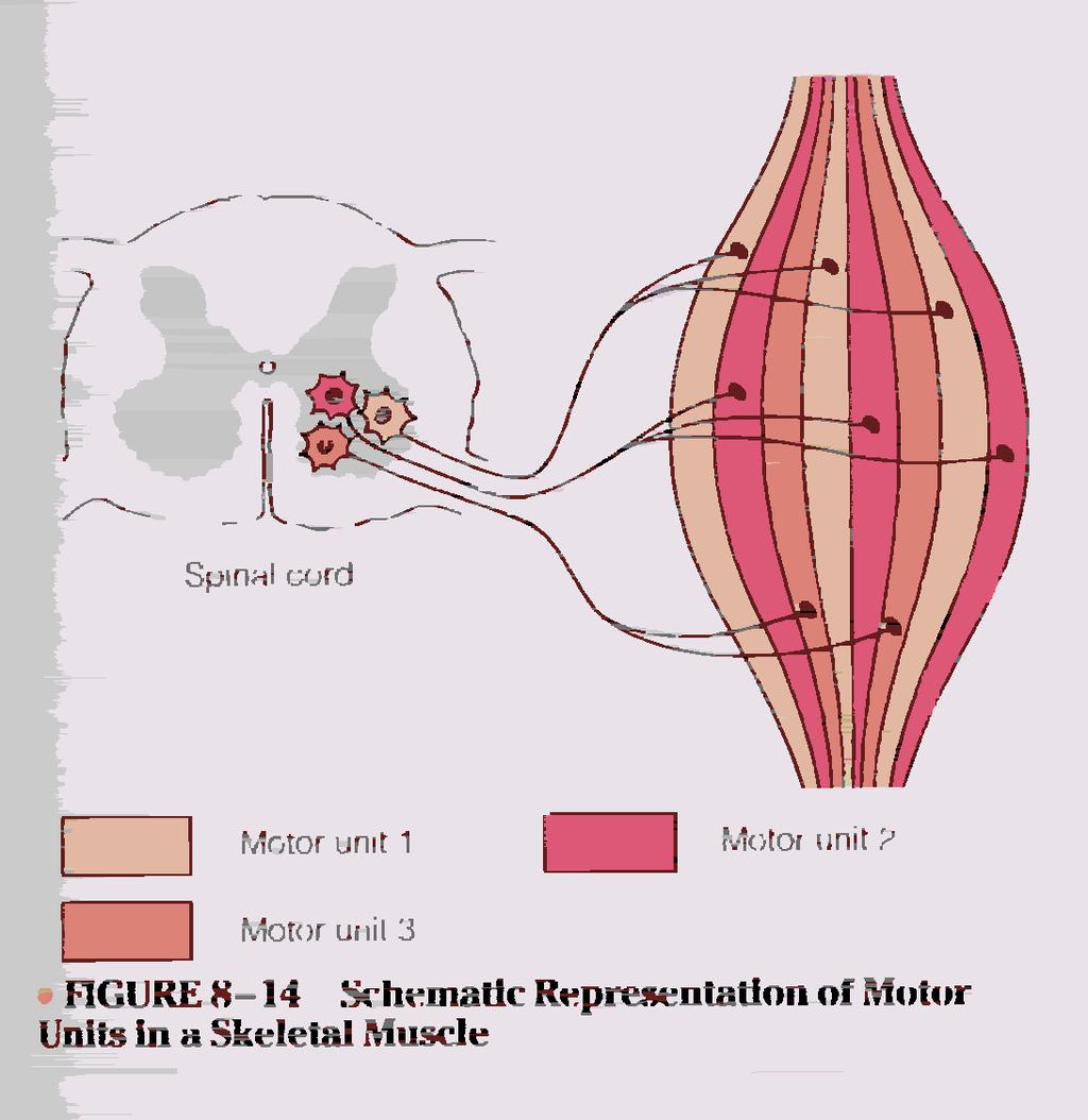 Schematic Representation of Motor Units in Skeletal Muscle Neuromuscular Mechanics Hamill & Knutzen (Ch 4) Whatever text you read do not focus on motorneuron structure and sensory receptors Muscle