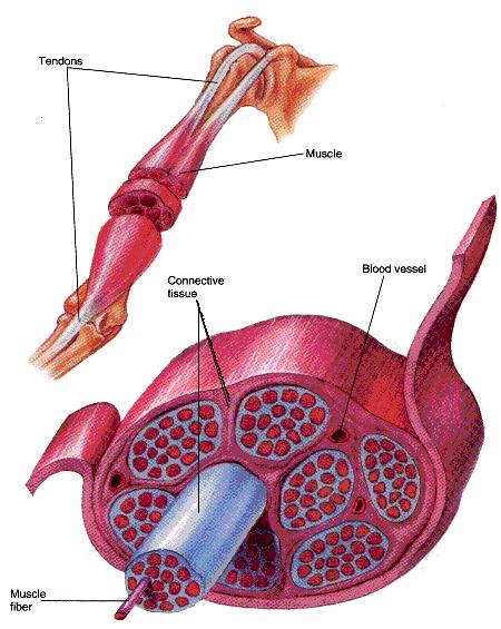 The Skeletal Muscle System There are over 430 voluntary skeletal muscles responsible for every human movement.