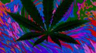 Marijuana Drugs that activate cannabinoid receptors in