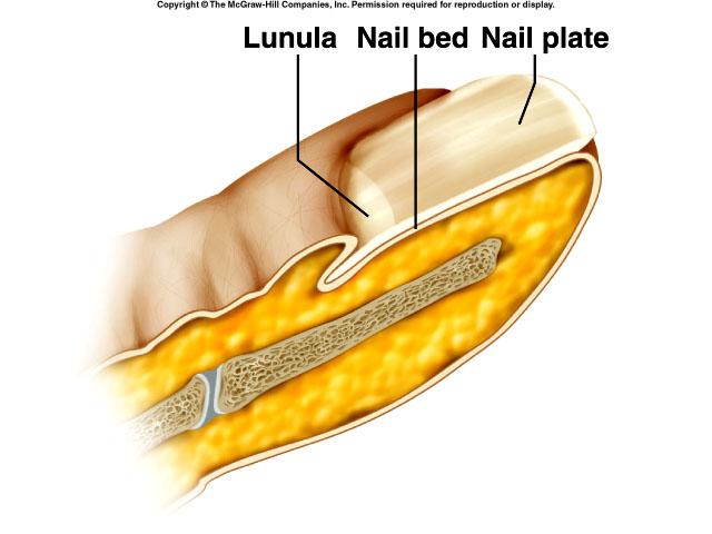 Nails protective coverings nail plate- cover the nail bed nail bed-skin under the nail plate