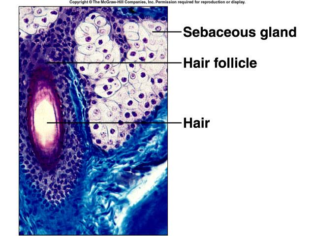 nail root (growing part) 10 Sebaceous Glands usually associated with hair follicles holocrine