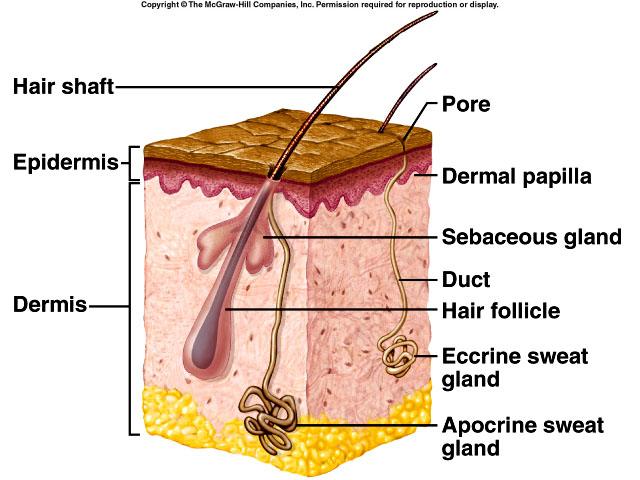 in skin originates in deeper dermis or hypodermis eccrine glands-regulate temperature apocrine