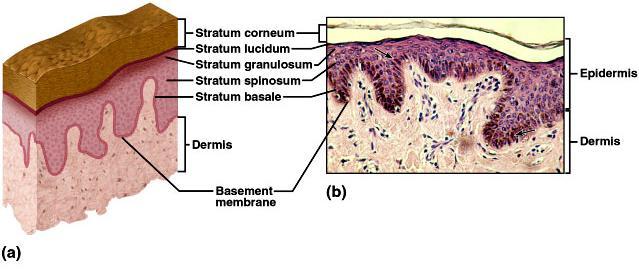 keratinized stratified squamous epithelium lacks blood vessels rests on