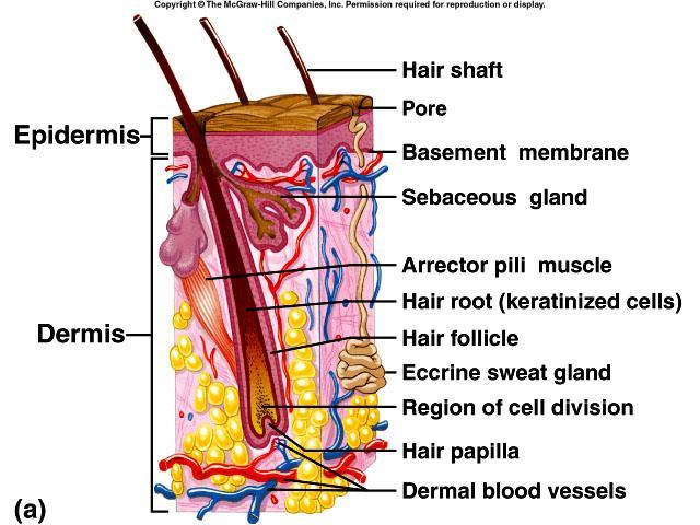 epidermal cells tube-like depression extends into dermis hair root hair