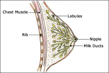 Health Bites Breast Cancer Breast Cancer Normal breast The normal breast tissue varies in size and shape. The breasts rest in front of the rib cage.