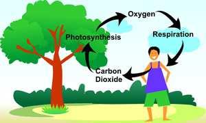 Note: when comparing photosynthesis to cellular respiration. The chemical equations are just the reverse of each other! o However, the process is very much not the reverse.
