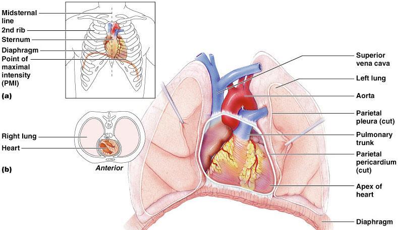 Cardiovascular Anatomy Dr.