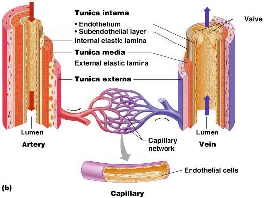 Blood Vessels Blood is carried in a closed system of vessels that begins and ends at the heart The three major types of vessels are arteries, capillaries, and veins Arteries carry blood away from the