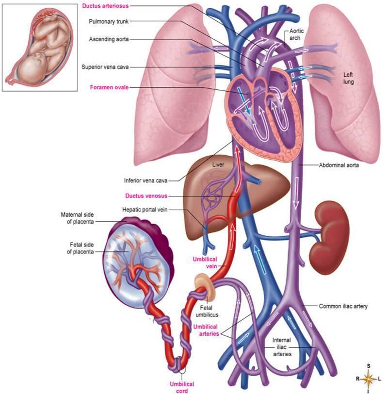 Fetal Circulation Placenta: where exchange of oxygen and other substances between the separate maternal and fetal blood occurs; attached to uterine wall Umbilical vein: returns oxygenated blood from