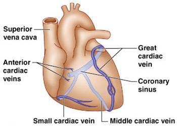 Blood supply of heart tissue Coronary arteries: Myocardial cells receive blood from the right and left coronary arteries Veins of Coronary Circulation : As a