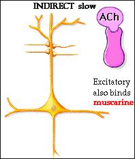 At this receptor, acetylcholine acts directly to open an ion channel producing a fast excitatory postsynaptic potential. Acetylcholine is excitatory at nicotinic receptors.