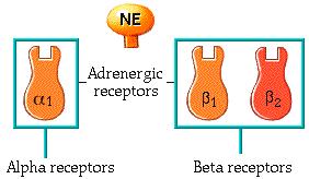 The action of acetylcholine may be excitatory or inhibitory. The effect depends on which receptor is present on the postsynaptic cell. Page 9.