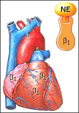 Norepinephrine also acts indirectly at beta-one receptors in the heart to produce slow excitation. Heart rate and strength of contraction increase.