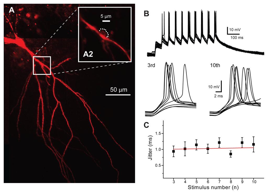 Evstratova et al. Page 25 Figure 3. Action potential jitter does not decrease during glutamate uncaging. A) Example of CA3 pyramidal neuron labeled with Alexa-594.