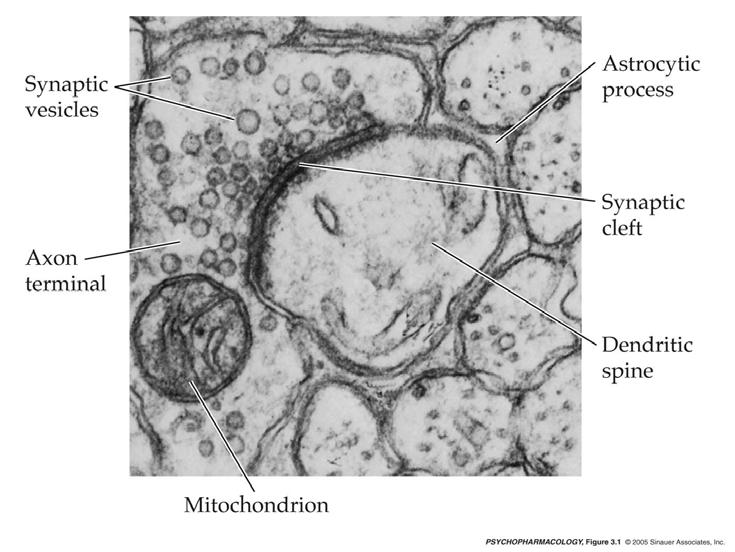 LESSON READING The postsynaptic terminal The picture in Figure 5 was taken with a very high resolution electron microscope, and shows that the postsynaptic membrane appears somewhat thicker and more