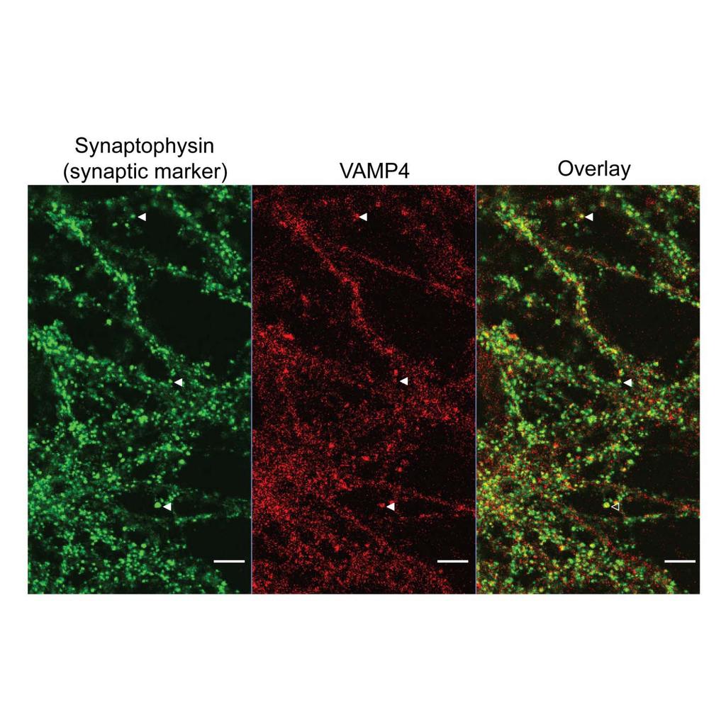Supplementary Figure 3: Endogenous VAMP4 is present in synapses formed in culture.