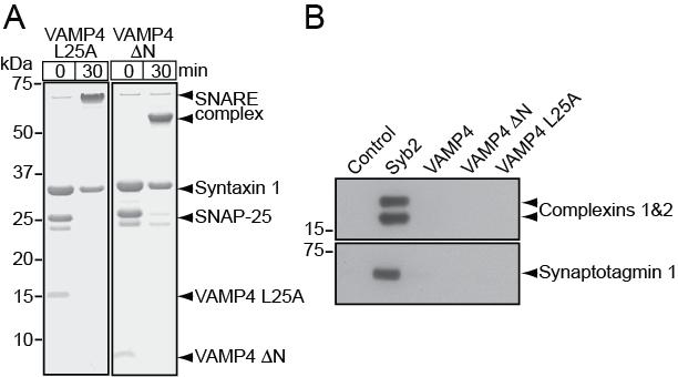 Supplementary Figure 8: The VAMP4 L25A mutant forms stable SNARE complexes with syntaxin1 and SNAP-25.