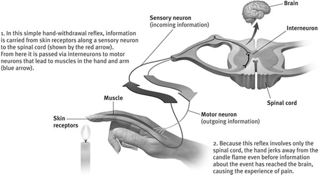 10 A simple reflex B. Three types 1. Sensory 2. Motor 3. Interneuron C.