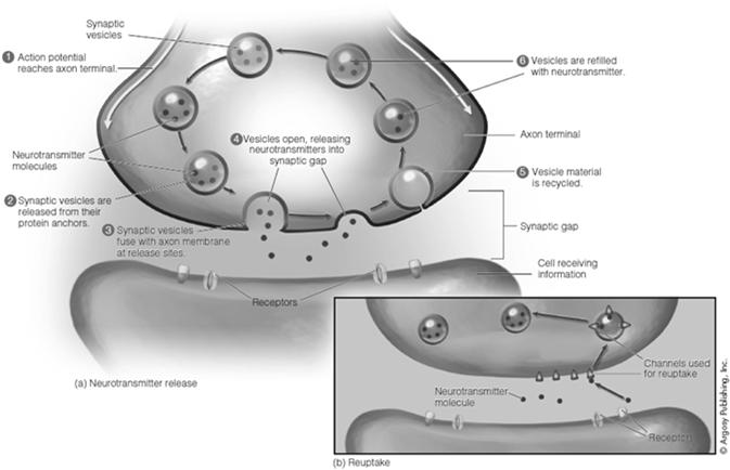 synaptic vesicles migrate to cell membrane, fuse, and release 2. Neurotransmitters diffuse across the synaptic cleft 3.