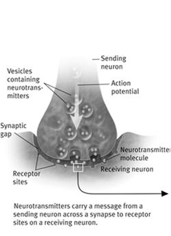 Mechanism Neurotransmitters bind to the receptors of the receiving neuron in a key lock mechanism. 6