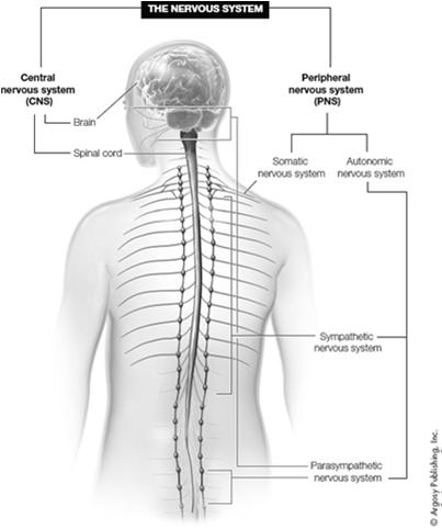Organization of the nervous system A. Central nervous system 1.Brain 2.Spinal cord Figure 2.4 How neurons communicate V.