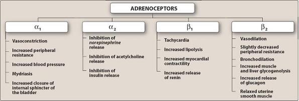 Major effects mediated by adrenoceptors Stimulation of α1 receptors characteristically produces vasoconstriction (particularly in skin and abdominal viscera) and an increase in total peripheral
