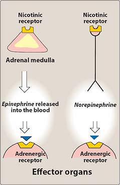 Adrenergic agonists The adrenergic drugs affect receptors that are stimulated by norepinephrine or epinephrine.