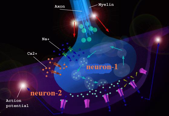 Neurological SEIZURE Brain Cells [Neurons] :