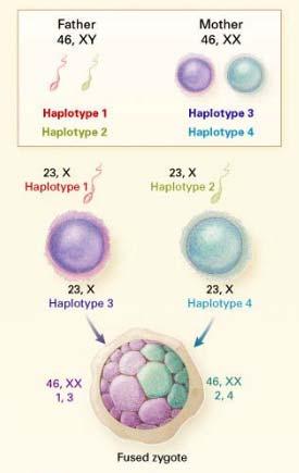 Tetragametic Chimeras - Results from the fusion of two fertilized eggs -