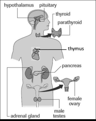 OBJECTIVES DISORDERS OF THE THYROID GLAND SIGNS, SYMPTOMS, & TREATMENT Stephanie Blackburn, MHS, MLS(ASCP) CM LSU Health Shreveport Clinical Laboratory Science