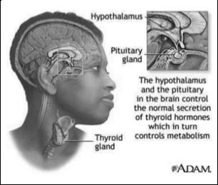 The thyroid releases hormones that control metabolism the