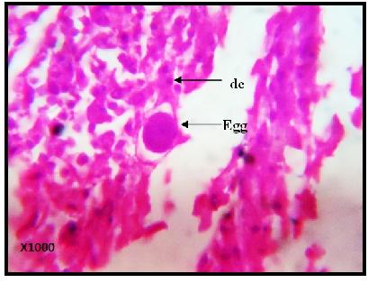 Moderate s were associated mucous enteritis. The intestinal wall appeared to be thickened mucosa giving a velvety appearance. Histopathological sections the parasites were found in the lumen (Fig. 8).