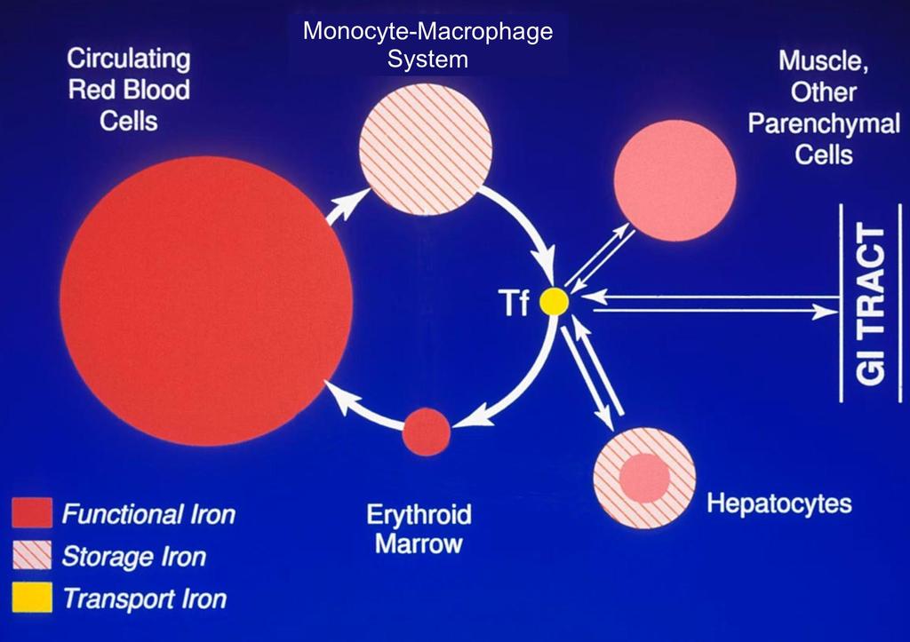 The Mammalian Iron Cycle ~ 3 g of Fe is in Erythrocytes: 80%