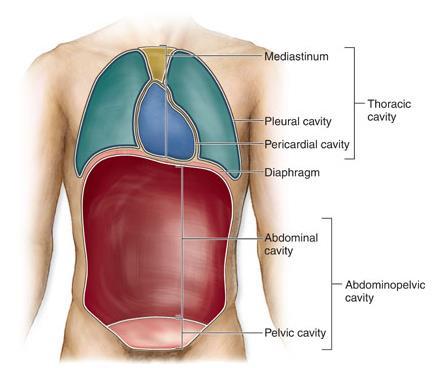 Human Organ Systems Each system is located in specific locations with specific functions Ex.