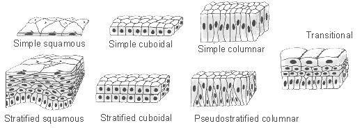 Organization of Epithelial Tissues Each type can exist as a single layer (simple) or as layers stacked on top of each other (stratified) Pseudostratified cells appear to be layered, but is really