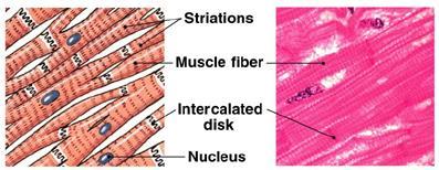 Muscle Tissues Muscle tissue is composed of fibers made mostly of actin and myosin proteins, whose interaction is responsible for