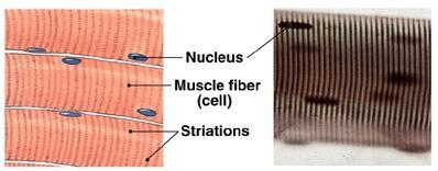 Skeletal Muscle Striated (alternating dark and light bands) Attached to bones Used for movement (voluntary control) Can contract