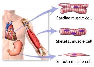 3. Cardiac Muscle Striated,