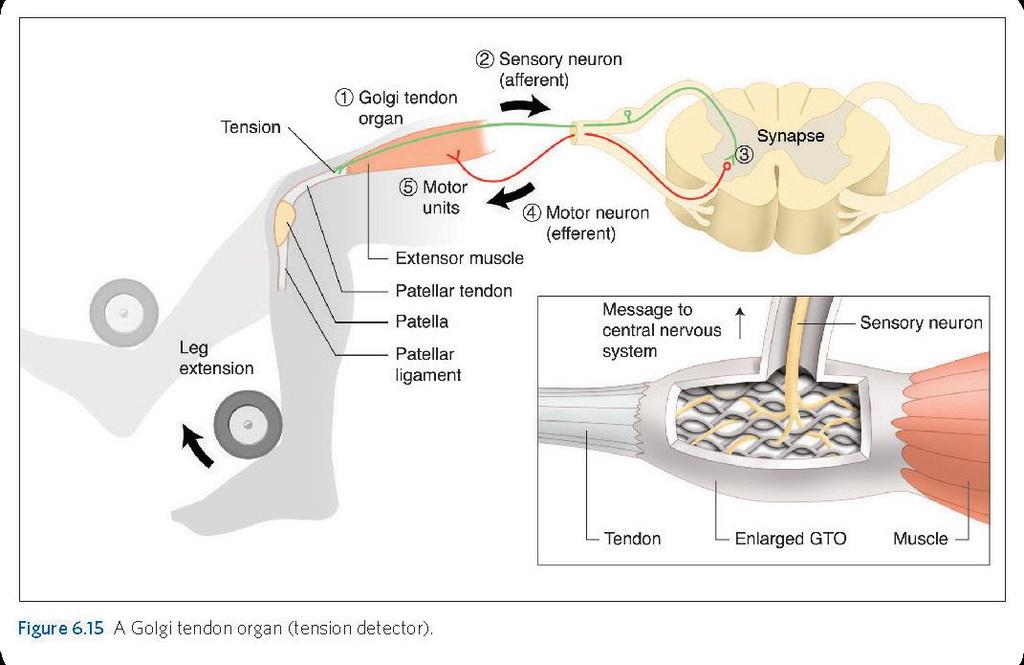 A Golgi Tendon Organ (Tension Detector)