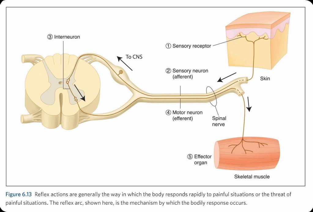 The Reflex Arc: The Body s Response to the Threat