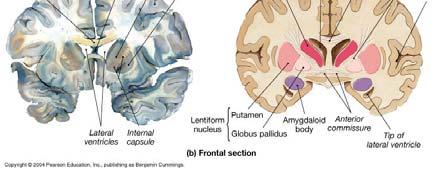 They are embedded in the white matter of the cerebrum, and radiating gprojection fibers and