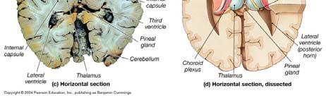 pre-central gyrus of the frontal lobe is the primary motor cortex Nuerons here direct