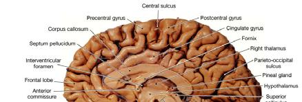 Primary motor cortex (precentral gyrus) Somatic motor association area (premotor cortex) Central sulcus Primary sensory cortex (postcentral gyrus) PARIETAL FRONTAL Prefrontal cortex Gustatory cortex